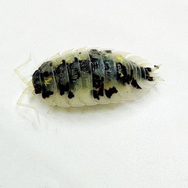 Oniscus Asellus